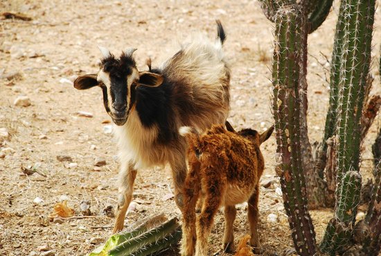 Cabritos jóvenes (crías)